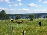1-åriga kvigor eller stutar sökes 1-åriga kvigor eller stutar sökes