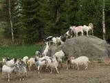 CAEfria Svensk Lantras getkillingar CAEfria Svensk Lantras getkillingar