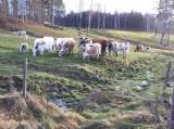 Fjällkokalvar till liv Fjällkokalvar till liv