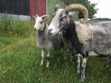 Gutetackor med lamm Gutetackor med lamm