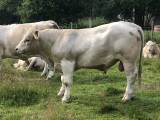 Betäckningstjur tung köttras Charolais Betäckningstjur tung köttras Charolais