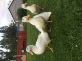 4st Pekingankor 4st Pekingankor