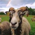Gutefår lamm Gutefår lamm