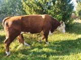 Hereford tjur Hereford tjur