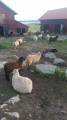 Lamm tackor rya/finull/texel Lamm tackor rya/finull/texel