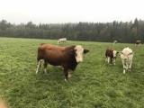 Simmental Simmental