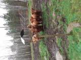 Highland cattle Highland cattle