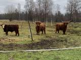 Highland cattle Highland cattle
