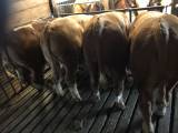 Fina köttrastjurar Simmental Fina köttrastjurar Simmental