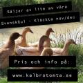 Anka SvenskGul - Kläckta nov/dec Anka SvenskGul - Kläckta nov/dec
