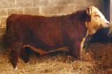 Avelstjurar Hereford Avelstjurar Hereford