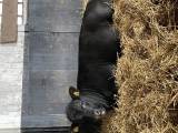 Stamboksförda Angus tjurar Stamboksförda Angus tjurar
