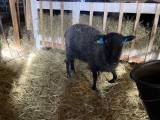 Bagge finull/Gotland Bagge finull/Gotland