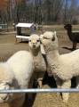 Alpacas for sale Alpacas for sale