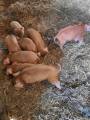 Renrasiga Duroc Renrasiga Duroc