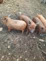 Blandras Duroc/hängbuksvin Blandras Duroc/hängbuksvin