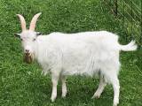 Lappbock Lappbock