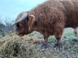 Highland cattle tjur