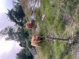 Två vackra Highland Cattle kvigor till salu - Bohuslän 