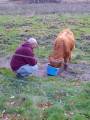 Highland cattle