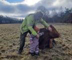 Limousin avelstjurar 2 år Limousin avelstjurar 2 år