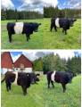 Belted Galloway, hon- och handjur Belted Galloway, hon- och handjur