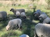 Shropshire lamm Shropshire lamm