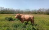 ungtjur BeltedGallowayXcharolais.korsn ungtjur BeltedGallowayXcharolais.korsn