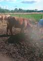 kvigor Polled / hornlösa kvigor Polled / hornlösa