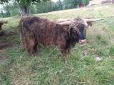 Highland Cattle tjur Highland Cattle tjur