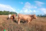 ungtjurar Horn& Polled