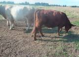 kvigor Charolais, Galloway Korsningar