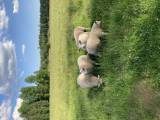 Texel- och Texel/leicester- bagglamm