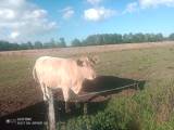 Dikor Charolais korsning
