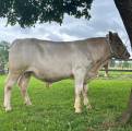 Charolais tjur -24