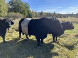 Belted Galloway avelstjur Belted Galloway avelstjur
