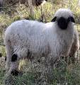 Tacklamm walliskt svartnosfår Tacklamm walliskt svartnosfår