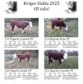 Kvigor Hereford