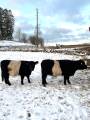 Belted Galloway kvigor