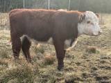 1 årig hereford tjur med stambokförd pappa