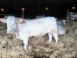 charolais tjurar 1åriga stambokförda