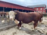 Hereford Avelstjur till salu KRAV