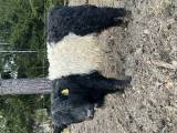  Belted Galloway 
