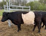 Belted Galloway ko och kvigor