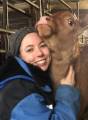 Limousin avelstjur 2 år Limousin avelstjur 2 år