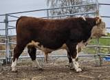 Avelstjurar Stamboksförda Hereford Avelstjurar Stamboksförda Hereford