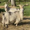 Göinge bock säljas