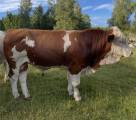 Betäckningstjur Simmental Betäckningstjur Simmental