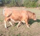 Ungtjurar polled Charolais 