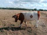 Kvigor charolais & BelltedGalloway korsn 